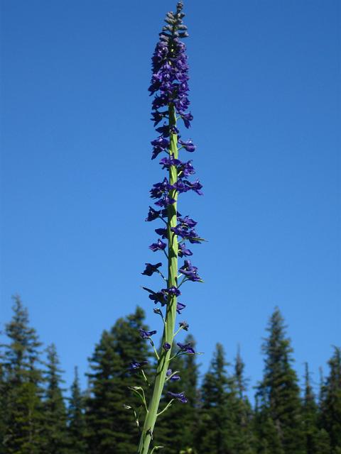 Bolan Mt & Redwoods-127.JPG - Bolan Lake Trail